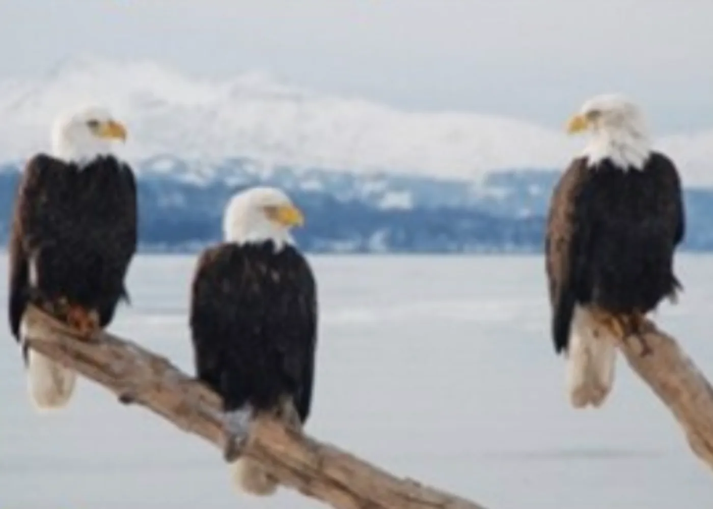 [Effective C++] item 01